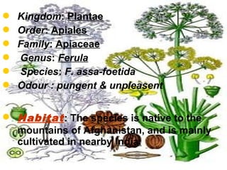  Kingdom: Plantae
 Order: Apiales
 Family: Apiaceae
 Genus: Ferula
 Species: F. assa-foetida
 Odour : pungent & unpleasent
 Habitat: The species is native to the
mountains of Afghanistan, and is mainly
cultivated in nearby India.
 
