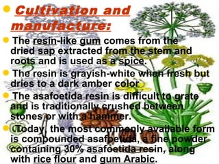 Cultivation and
manufacture:
The resin-like gum comes from the
dried sap extracted from the stem and
roots and is used as a spice.
The resin is grayish-white when fresh but
dries to a dark amber color
The asafoetida resin is difficult to grate
and is traditionally crushed between
stones or with a hammer.
 Today, the most commonly available form
is compounded asafoetida, a fine powder
containing 30% asafoetida resin, along
with rice flour and gum Arabic.
 