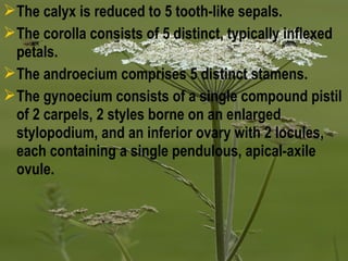 The calyx is reduced to 5 tooth-like sepals.
The corolla consists of 5 distinct, typically inflexed
petals.
The androecium comprises 5 distinct stamens.
The gynoecium consists of a single compound pistil
of 2 carpels, 2 styles borne on an enlarged
stylopodium, and an inferior ovary with 2 locules,
each containing a single pendulous, apical-axile
ovule.
 