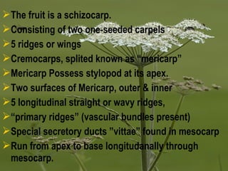 The fruit is a schizocarp.
Consisting of two one-seeded carpels
5 ridges or wings
Cremocarps, splited known as “mericarp”
Mericarp Possess stylopod at its apex.
Two surfaces of Mericarp, outer & inner
5 longitudinal straight or wavy ridges,
“primary ridges” (vascular bundles present)
Special secretory ducts ”vittae” found in mesocarp
Run from apex to base longitudanally through
mesocarp.
 