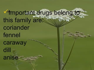 Important drugs belong to
this family are:
coriander
fennel
caraway
dill
anise
 