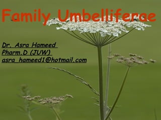 Family Umbelliferae
Dr. Asra Hameed
Pharm.D (JUW)
asra_hameed1@hotmail.com
 