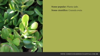 Nome popular: Planta-jade.
Nome científico: Crassula ovata
WWW.COMOCUIDARDESUCULENTAS.COM.BR
 