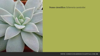 Nome científico: Echeveria carnicolor
WWW.COMOCUIDARDESUCULENTAS.COM.BR
 