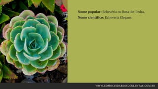 Nome popular: Echevéria ou Rosa-de-Pedra.
Nome científico: Echeveria Elegans
WWW.COMOCUIDARDESUCULENTAS.COM.BR
 