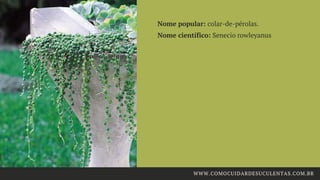 Nome popular: colar-de-pérolas.
Nome científico: Senecio rowleyanus
WWW.COMOCUIDARDESUCULENTAS.COM.BR
 