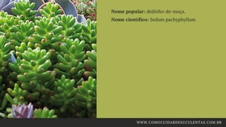 Nome popular: dedinho-de-moça.
Nome científico: Sedum pachyphyllum
WWW.COMOCUIDARDESUCULENTAS.COM.BR
 