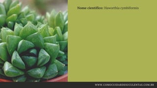 Nome científico: Haworthia cymbiformis
WWW.COMOCUIDARDESUCULENTAS.COM.BR
 