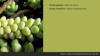 Nome popular: Rabo-de-burro
Nome científico: Sedum morganianum
WWW.COMOCUIDARDESUCULENTAS.COM.BR
 