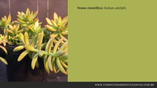 Nome científico: Sedum adolphi
WWW.COMOCUIDARDESUCULENTAS.COM.BR
 