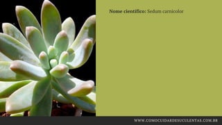 Nome científico: Sedum carnicolor
WWW.COMOCUIDARDESUCULENTAS.COM.BR
 