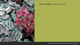 Nome científico: Sedum cauticola 
WWW.COMOCUIDARDESUCULENTAS.COM.BR
 