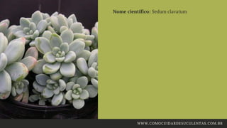  Nome científico: Sedum clavatum
WWW.COMOCUIDARDESUCULENTAS.COM.BR
 