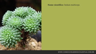  Nome científico: Sedum multiceps
WWW.COMOCUIDARDESUCULENTAS.COM.BR
 