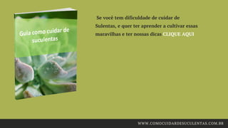  Se você tem dificuldade de cuidar de
Sulentas, e quer ter aprender a cultivar essas
maravilhas e ter nossas dicas CLIQUE AQUI 
WWW.COMOCUIDARDESUCULENTAS.COM.BR
 