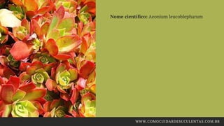 Nome científico: Aeonium leucoblepharum
WWW.COMOCUIDARDESUCULENTAS.COM.BR
 