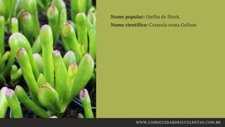 Nome popular: Orelha de Shrek.
Nome científico: Crassula ovata Gollum
WWW.COMOCUIDARDESUCULENTAS.COM.BR
 