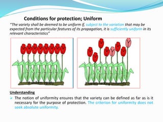 Conditions for protection; Uniform
“The variety shall be deemed to be uniform if, subject to the variation that may be
expected from the particular features of its propagation, it is sufficiently uniform in its
relevant characteristics”
Understanding
 The notion of uniformity ensures that the variety can be defined as far as is it
necessary for the purpose of protection. The criterion for uniformity does not
seek absolute uniformity.
 