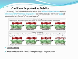 Conditions for protection; Stability
“The variety shall be deemed to be stable if its relevant characteristics remain
unchanged after repeated propagation or, in the case of a particular cycle of
propagation, at the end of each such cycle”
 Understanding:
 Relevant characteristic don’t change through the generations.
 