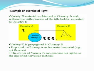 Example on exercise of Right
 