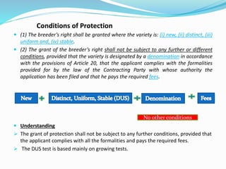 Conditions of Protection
 (1) The breeder’s right shall be granted where the variety is: (i) new, (ii) distinct, (iii)
uniform and, (iv) stable.
 (2) The grant of the breeder’s right shall not be subject to any further or different
conditions, provided that the variety is designated by a denomination in accordance
with the provisions of Article 20, that the applicant complies with the formalities
provided for by the law of the Contracting Party with whose authority the
application has been filed and that he pays the required fees.
 Understanding
 The grant of protection shall not be subject to any further conditions, provided that
the applicant complies with all the formalities and pays the required fees.
 The DUS test is based mainly on growing tests.
No other conditions
 