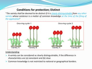 Conditions for protection; Distinct
“The variety shall be deemed to be distinct if it is clearly distinguishable from any other
variety whose existence is a matter of common knowledge at the time of the filing of
the application”
Understanding
 A variety can be considered as clearly distinguishable, if the difference in
characteristics are (a) consistent and (b) clear.
 Common knowledge is not restricted to national or geographical borders.
 