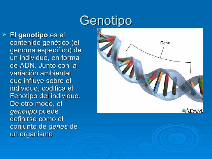 Biologia adn