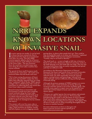 4
Invasive species are sneaky. It can be hard
to know just how extensively they’re
spread and what kind of environmental
stress they can cause. This fall, NRRI
scientists greatly added to the list of known
locations of faucet snails (Bithynia tentaculata)
in the Great Lakes. The new locations
show the snails have invaded many more
areas along the Great Lakes coastline than
anyone realized.
The spread of these small European snails
is bad news for water fowl – the snails carry
intestinal flukes that kill ducks and coots.
“We’ve been noting the presence of faucet
snails since 2011 but didn’t realize that they
hadn’t been officially reported from our study
sites,” explained Valerie Brady, NRRI aquatic
ecologist who is collaborating with a team of
researchers in collecting plant and animal data
from Great Lakes coastal wetlands.
Research teams from 10 universities and
Environment Canada have been sampling
coastal wetlands along the Great Lakes
coast since 2011 and have found snails at up
to a dozen sites per year [See map 1]. This
compares to the current known locations
shown on the U.S. Geological Survey website
[see map 2].
“Our project will, over five years, take us
to every major coastal wetland in the Great
Lakes. These locations are shallow, mucky
and full of plants, so we’re slogging around,
NRRI EXPANDS
KNOWN LOCATIONS
OF INVASIVE SNAIL
getting dirty, in places other people don’t go. That could be
why we found the snails in so many new locations,” explained
Bob Hell, NRRI’s lead macroinvertebrate taxonomist.
“Luckily, they’re not hard to identify.”
The small snail, 12 – 15 mm in height at full size, is brown to
black in color with a distinctive whorl of concentric circles on
the shell opening cover that looks like tree rings. The tiny size
of young snails means they are easily transported and spread
and they are difficult to kill.
According to the Minnesota Department of Natural
Resources, the faucet snail carries three intestinal trematodes
that kill ducks and coots. When waterfowl consume the
infected snails, the adult trematodes attack the internal
organs, causing lesions and hemorrhage. Infected birds
appear lethargic and have difficulty diving and flying before
eventually dying.
Although the primary purpose of NRRI’s project is to assess
how Great Lakes coastal wetlands are faring, detecting
invasives and their spread is one of the secondary goals. The
scientific team expects to report soon on the spread of non-
native fish and has helped to locate and combat invasive
aquatic plants.
“Humans are a global species that moves plants and animals
around, even when we don’t mean to. We’re basically
homogenizing the world, to the detriment of native species,”
Brady said while underscoring the importance of knowing
how to keep from spreading invasive species. Hell added, “We
all have to make sure we clean everything thoroughly before
we move to another location.”
For more information on how to clean gear and
boats to prevent invasive species spread, go to
www.protectyourwaters.net.
 