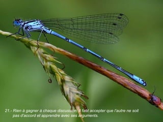 21.- Rien à gagner à chaque discussion. Il faut accepter que l’autre ne soit
pas d’accord et apprendre avec ses arguments.
 