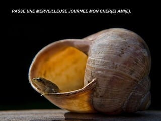 PASSE UNE MERVEILLEUSE JOURNEE MON CHER(E) AMI(E).
 