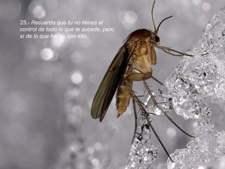 25.- Recuerda que tu no tienes el control de todo lo que te sucede, pero sí de lo que haces con ello.  