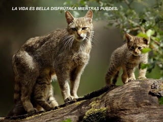 LA VIDA ES BELLA DISFRÚTALA MIENTRAS PUEDES.   