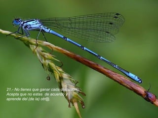 21.- No tienes que ganar cada discusión. Acepta que no estas  de acuerdo y aprende del (de la) otr@.  