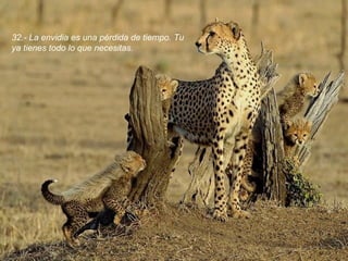 32.- La envidia es una pérdida de tiempo. Tu ya tienes todo lo que necesitas.  