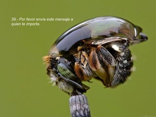 39.- Por favor envía este mensaje a quien te importa.  