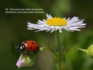 38.- Recuerda que estás demasiado bendecido como para estar estresado. 