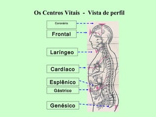 Os Centros Vitais - Vista de perfil 
Coronário 
Frontal 
Laríngeo 
Cardíaco 
Esplênico 
Gástrico 
Genésico 
 