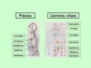 Plexos Centros vitais 
Coronário 
Frontal 
Laríngeo 
Cardíaco 
Esplênico 
Gástrico 
Genésico 
Laríngeo 
Cardíaco 
Esplênico 
Gástrico 
Genésico 
 