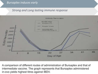 Bursaplex | PPTX
