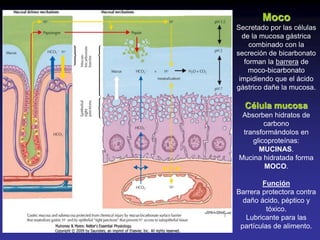 40 digestivo secrec exócr medicina | PDF