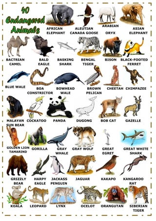 GOLDEN LION 
TAMARIND 
AFRICAN 
ELEPHANT 
ALEUTIAN 
CANADA GOOSE 
ARABIAN 
ORYX 
ASIAN 
ELEPHANT 
BACTRIAN 
CAMEL 
BALD 
EAGLE 
BASKING 
SHARK 
BENGAL 
TIGER 
BISON BLACK-FOOTED 
FERRET 
BLUE WALE BOA 
CONSTRICTOR 
BOWHEAD 
WALE 
BROWN 
PELICAN 
CHEETAH CHIMPAZEE 
MALAYAN 
SUN BEAR 
COCKATOO PANDA DUGONG BOB CAT 
GORILLA GRAY GRAY WOLF 
WHALE 
GAZELLE 
GREAT 
EGRET 
GREAT WHITE 
SHARK 
GRIZZLY 
BEAR 
HARPY 
EAGLE 
JACKASS 
PENGUIN 
JAGUAR KAKAPO KANGAROO 
RAT 
KOALA LEOPARD LYNX OCELOT ORANGUTAN SIBERIAN 
TIGER 
 