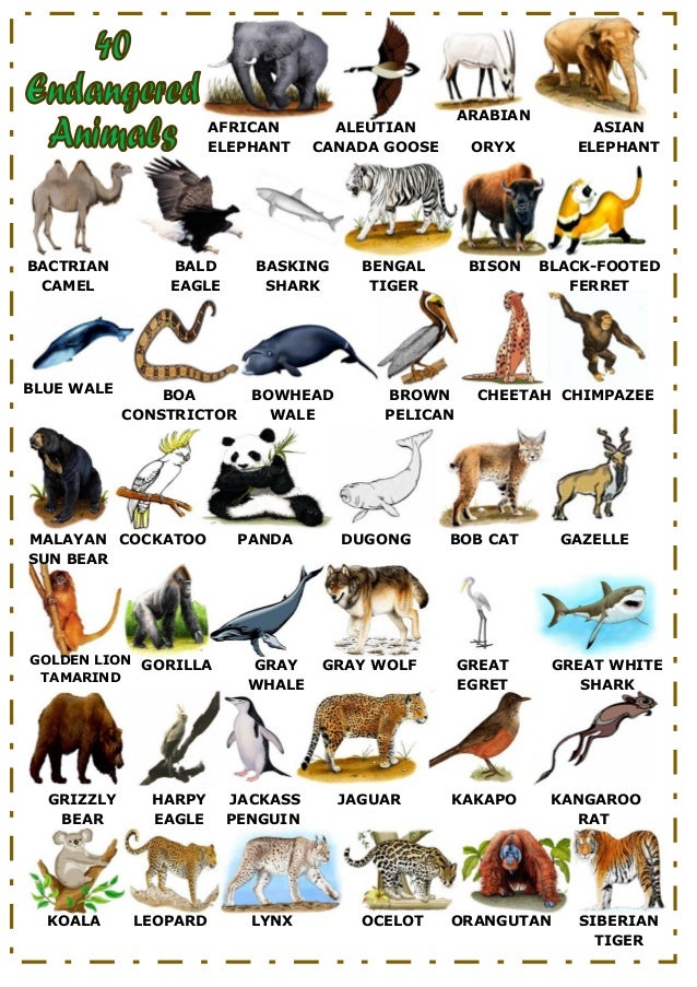40 Endangered Animals (English Worksheet)