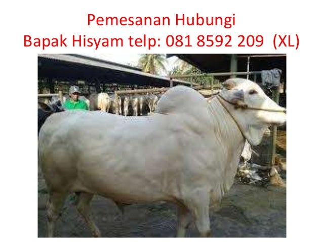 Hub 081 8592 209 (xl), sapi qurban 2017, sapi qurban 