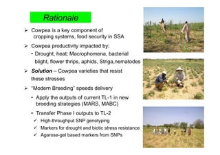 Rationale
  Cowpea is a key component of
    cropping systems, food security in SSA
  Cowpea productivity impacted by:
   • Drought, heat; Macrophomena, bacterial
     blight, flower thrips, aphids, Striga,nematodes
  Solution – Cowpea varieties that resist
   these stresses
  “Modern Breeding” speeds delivery
   •  Apply the outputs of current TL-1 in new
      breeding strategies (MARS, MABC)
   •  Transfer Phase I outputs to TL-2
      High-throughput SNP genotyping
      Markers for drought and biotic stress resistance
      Agarose-gel based markers from SNPs
 