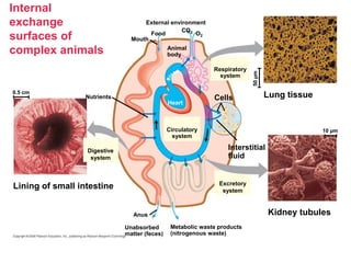 Interstitial Environment 40_lecture_presentation_0.ppt