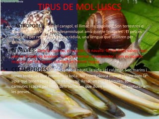 TIPUS DE MOL·LUSCS
• GASTROPODES: Com el caragol, el llimac i la pagellida. Son terrestres o
aquàtics .Tenen el cap ben desenvolupat amb quatre tentacles . El peu es
musculós per reptar. Tenen una ràdula, una llengua que utilitzen per
alimentar-se.
• BIVALVES: Com la copinya, el musclo i la navalla. Tenen dues valves i per
això ve el nom de bivalves. El peu es menut, es excavador. Com es aquàtic
respiren per brànquies s’alimenten filtrant l’aigua.
• CEFALOPODES: Com el pop, el nàutil, la sípia i el calamar. Son marins i
tenen tentacles que envolten la boca. No tenen closca menys alguns com la
sípia que tenen closca però es interna. Respiren per brànquies, son
carnívors i cacen per mitjà dels tentacles que duen ventoses per capturar a
les preses.
 