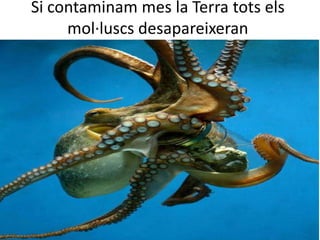 Si contaminam mes la Terra tots els
mol·luscs desapareixeran
 