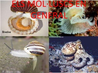 ELS MOL·LUSCS EN
GENERAL
 