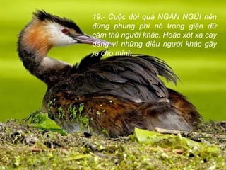 19.- Cuộc đời quá NGẮN NGỦI nên
đừng phung phí nó trong giận dữ
căm thù người khác. Hoặc xót xa cay
đắng vì những điều người khác gây
ra cho mình.
 