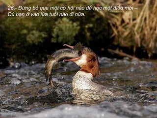 26.- Đừng bỏ qua một cơ hội nào để học một điều mới –
Dù bạn ở vào lứa tuổi nào đi nữa.
 